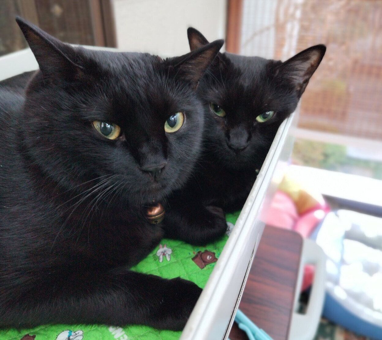 ギュッとくっつくはるなちゃん、ムサシくん。