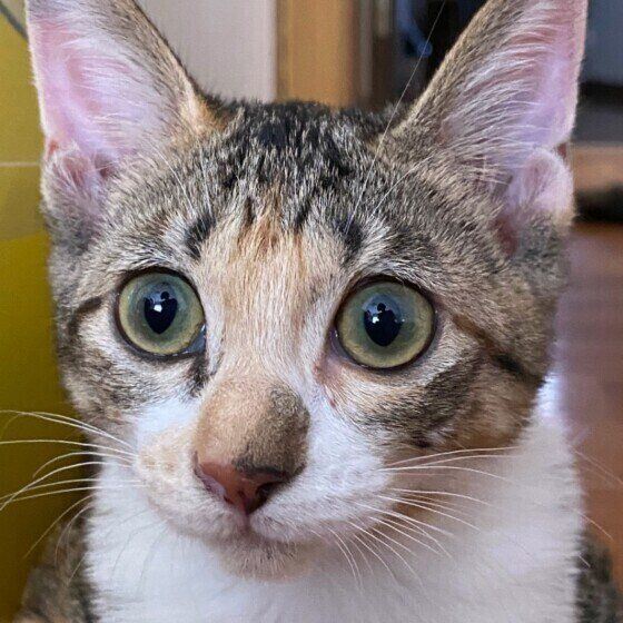 ドアップのミケ猫