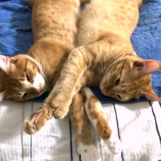 仲良しな茶トラ