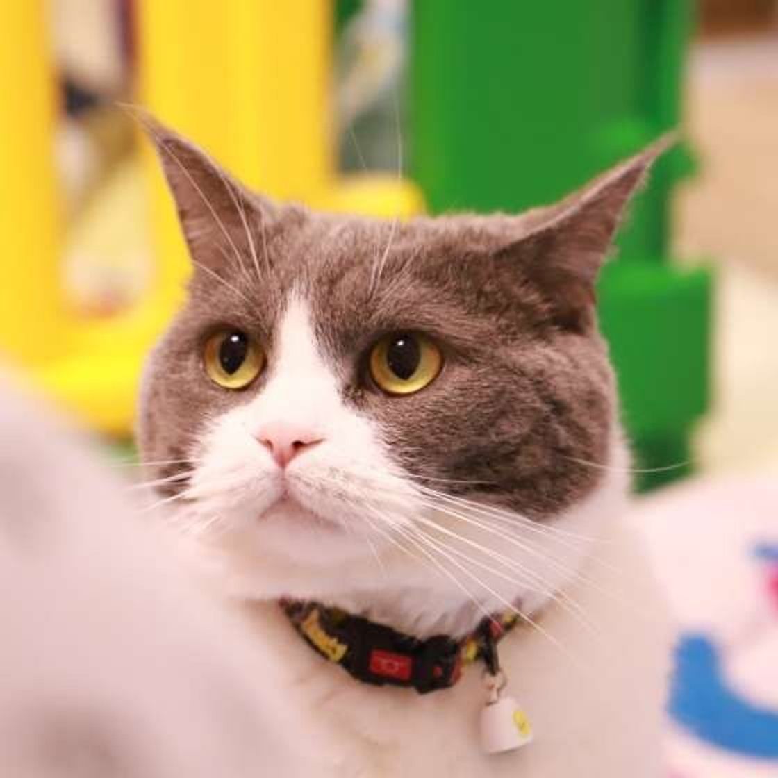 まるでぬいぐるみのような もこもこ 猫種3 ねこのきもちweb Magazine まるでぬいぐるみのような もこもこ 猫種3 ねこのきもちweb Magazine