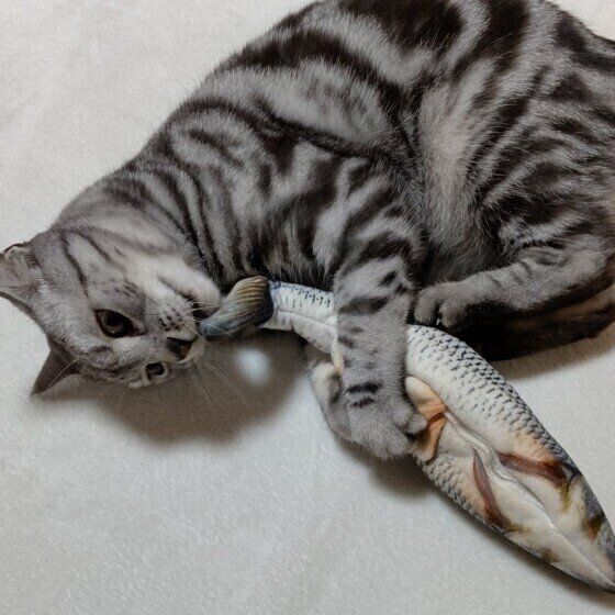 魚のおもちゃをケリケリするアメリカンショートヘア