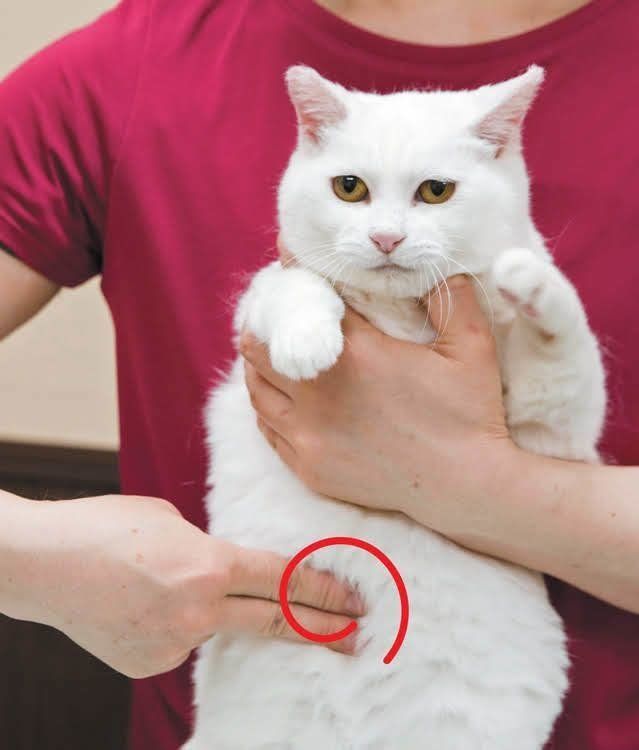 中脘のマッサージ