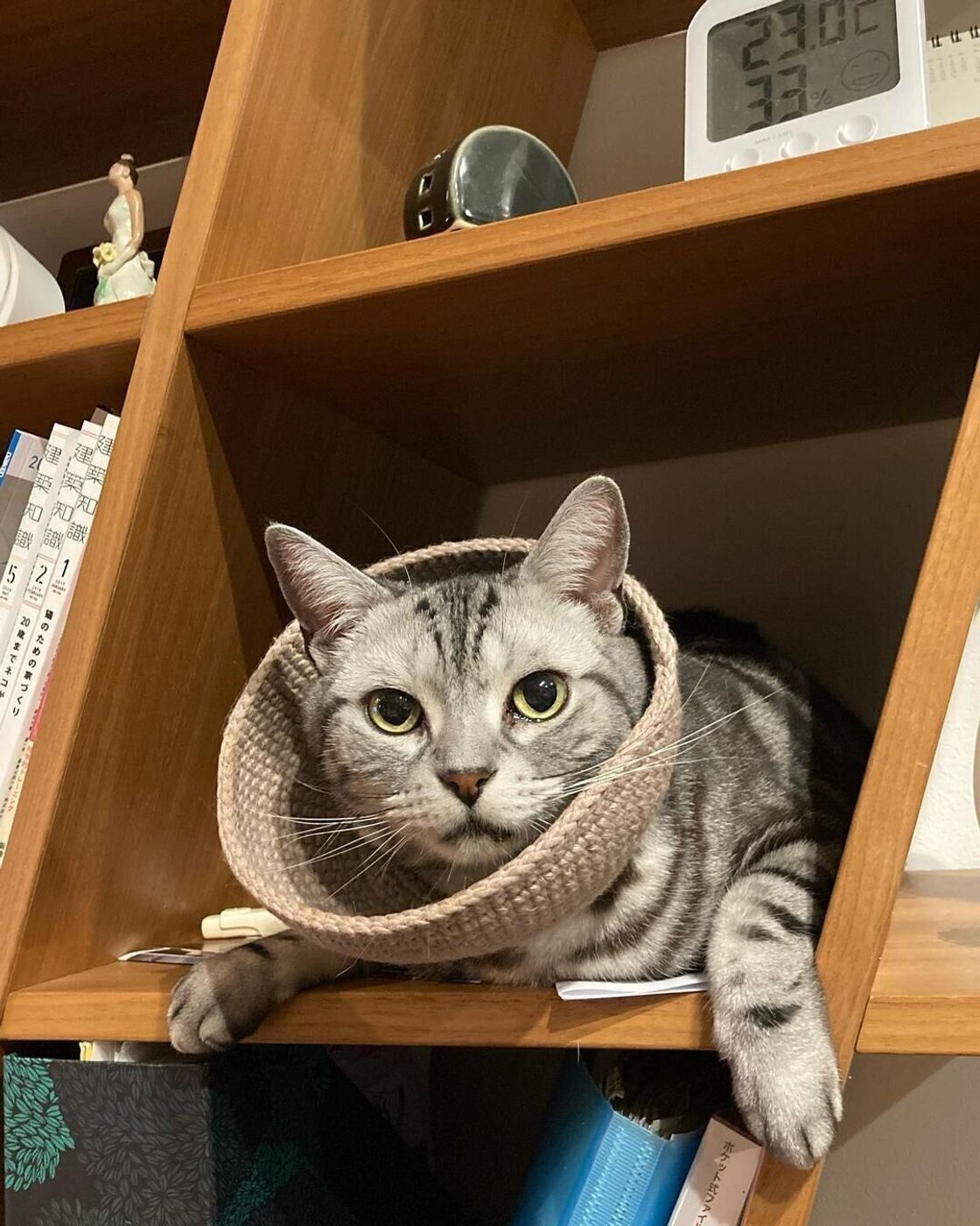 アイデア満載 いろいろな素材で作る 猫のエリザベスカラー 4選 ねこのきもちweb Magazine アイデア満載 いろいろな素材で作る 猫のエリザベスカラー 4選 ねこのきもちweb Magazine