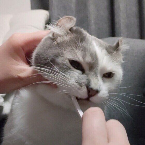 歯磨きをがんばるマンチカール