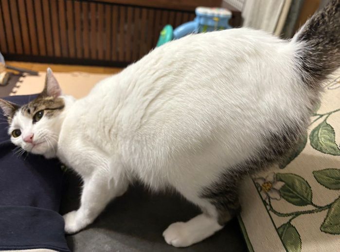 「おしりトントン」を要求するベンツちゃん