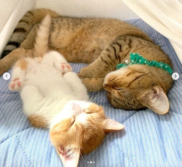 寄り添うマンチカン