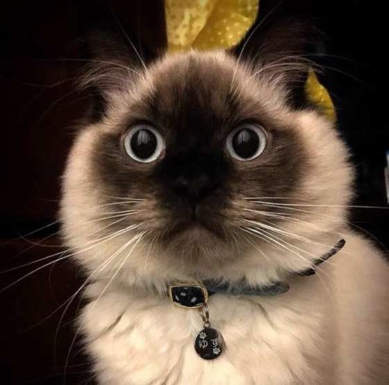 ヒマラヤンのゆずくん、新しい首輪がキュート♡