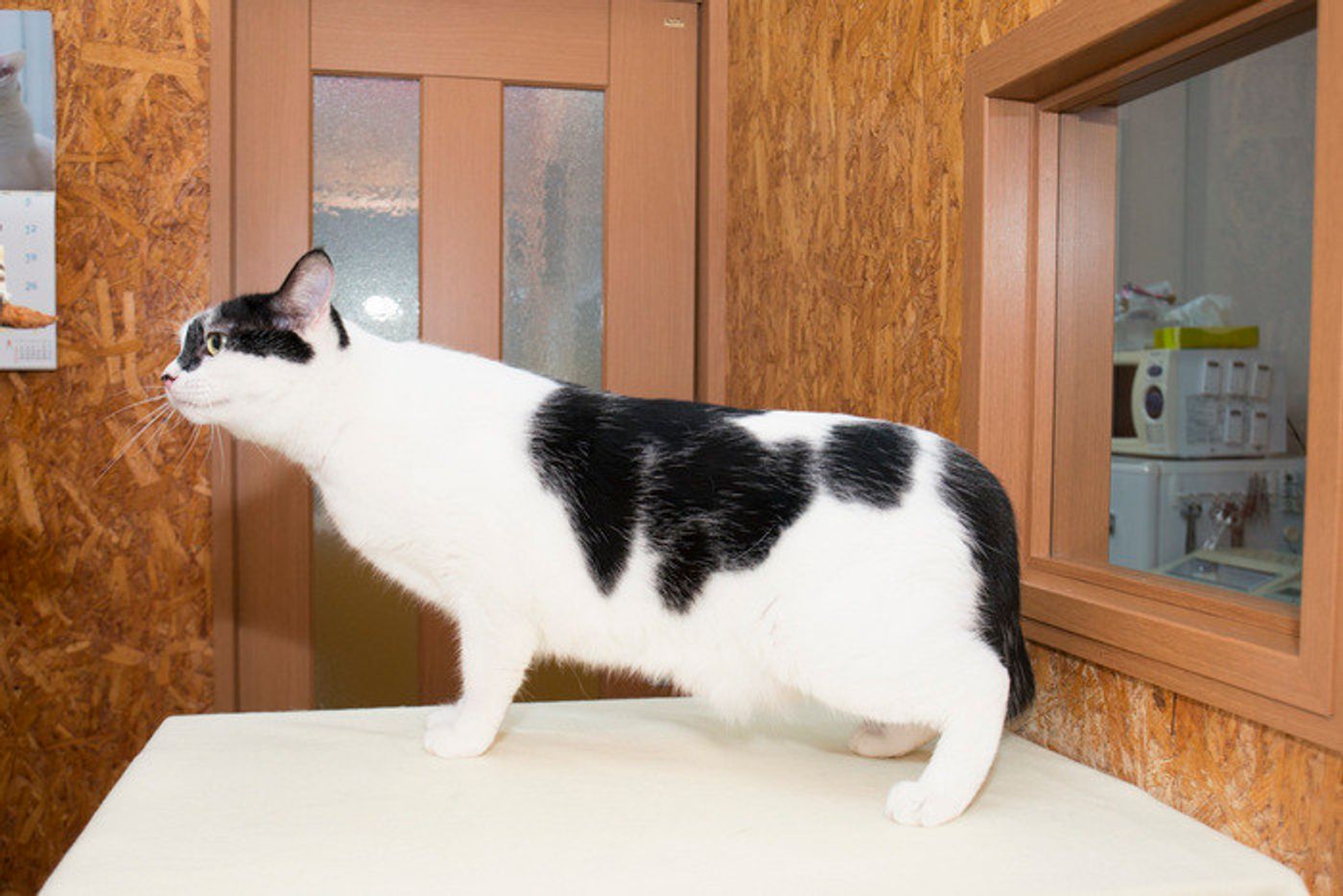 専門家監修 猫のダイエット方法 体型チェックの方法や食事管理 心配な病気について解説 ねこのきもちweb Magazine 専門家監修 猫のダイエット方法 体型チェックの方法や食事管理 心配な病気について解説 ねこのきもちweb Magazine