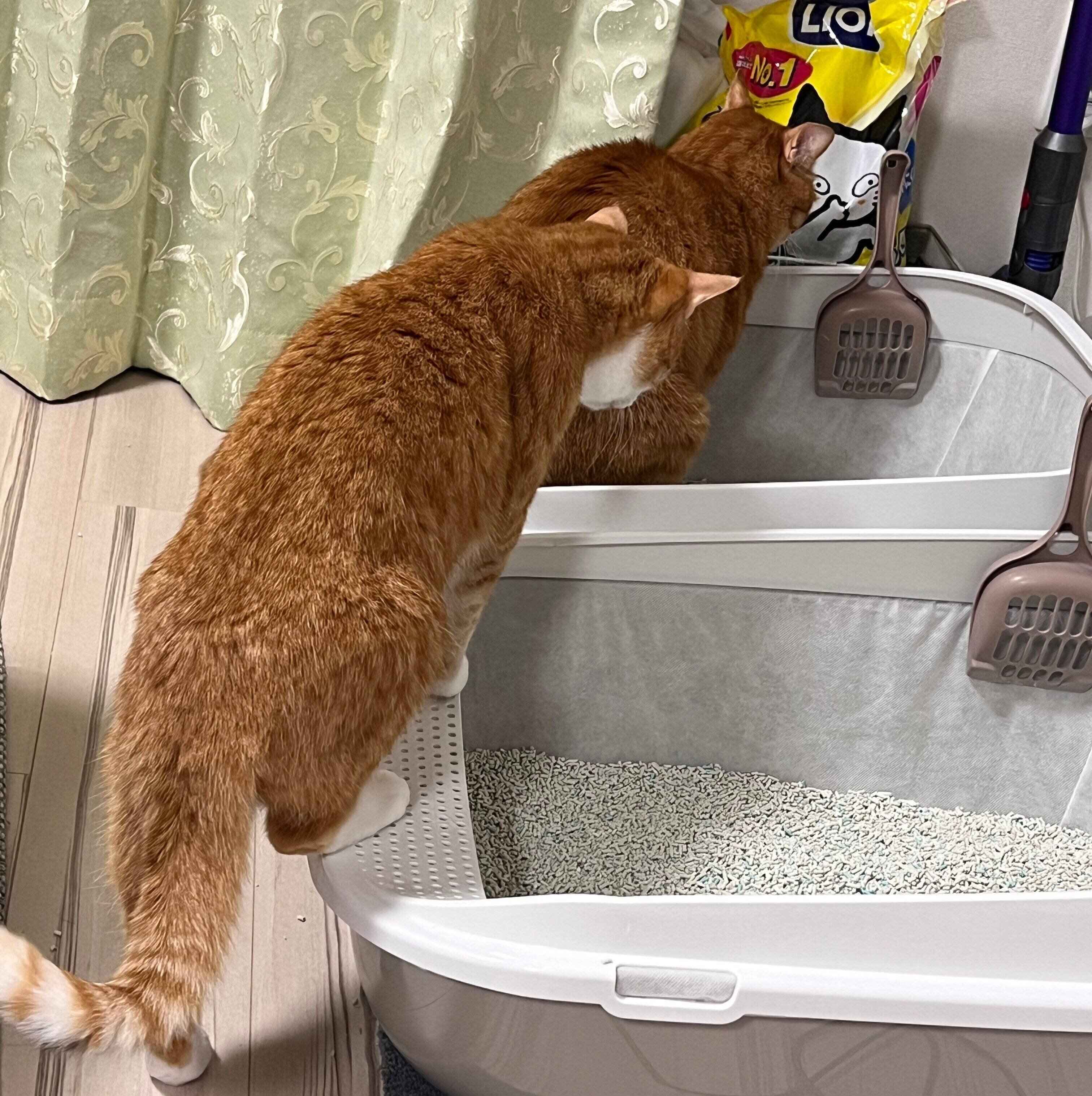 トイレ中のカイちゃんのことを見つめるクウちゃん