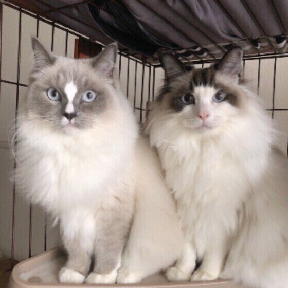 ぴったり寄り添う2匹のラグドール