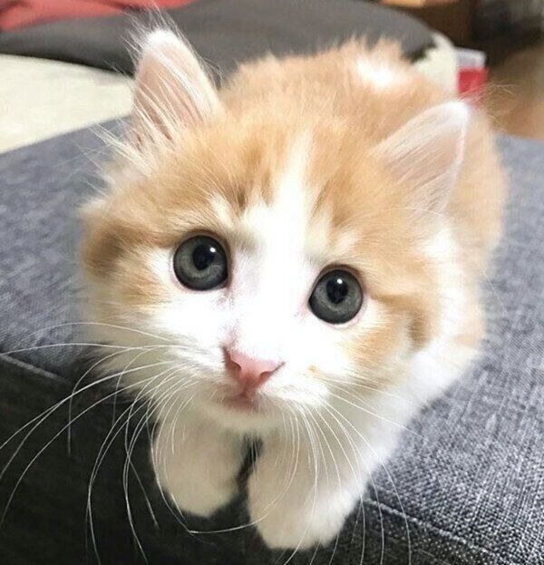 子猫時代ののぶおちゃん