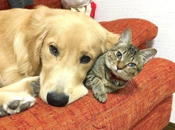 仲良しなくうちゃん、かいくん