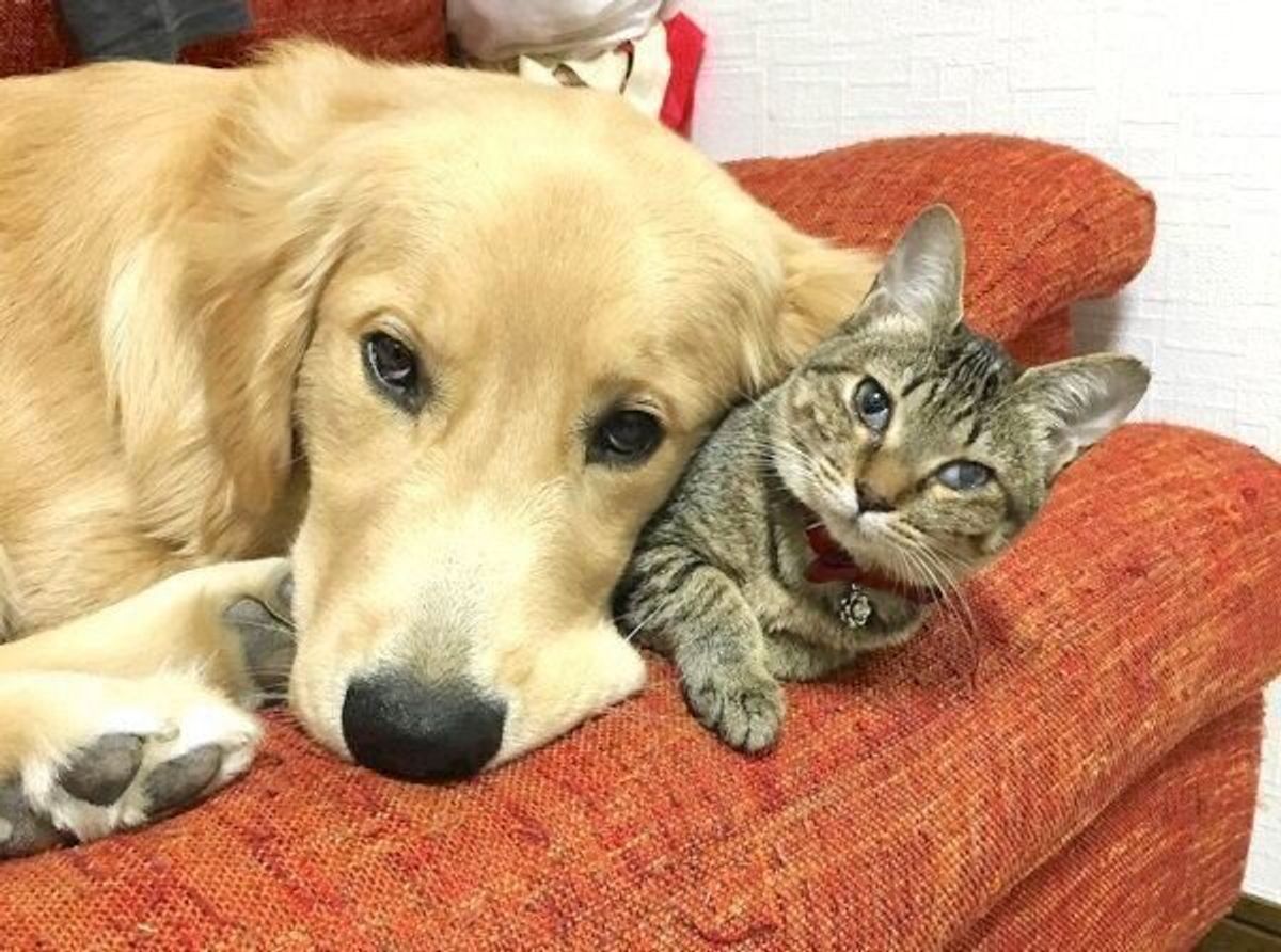 犬のいる家に迎えられた保護子猫 仲の良さが想像以上に 家族歴4年になる2匹の現在 ねこのきもちweb Magazine 犬のいる家に迎えられた保護子猫 仲の良さが想像以上に 家族歴4年になる2匹の現在 ねこのきもちweb Magazine