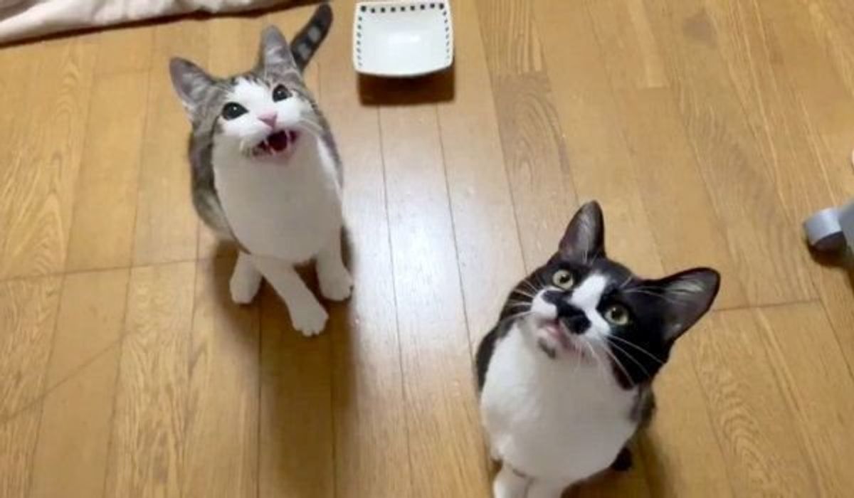 台風の日に保護された仲良し兄弟猫 現在は元気に2匹で 大合唱 を披露 ねこのきもちweb Magazine 台風の日に保護された仲良し兄弟猫 現在は元気に2匹で 大合唱 を披露 ねこのきもちweb Magazine