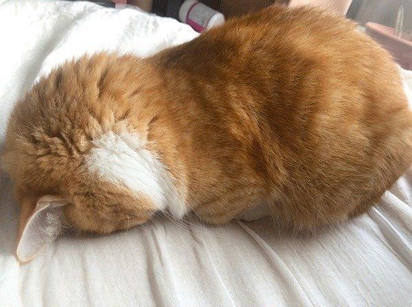 ごめん寝するミヌエット