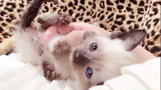 ねこのきもち投稿写真ギャラリー