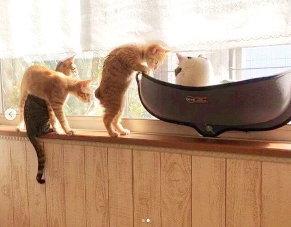 順番待ちするふうくん、いなりくん、そうくん