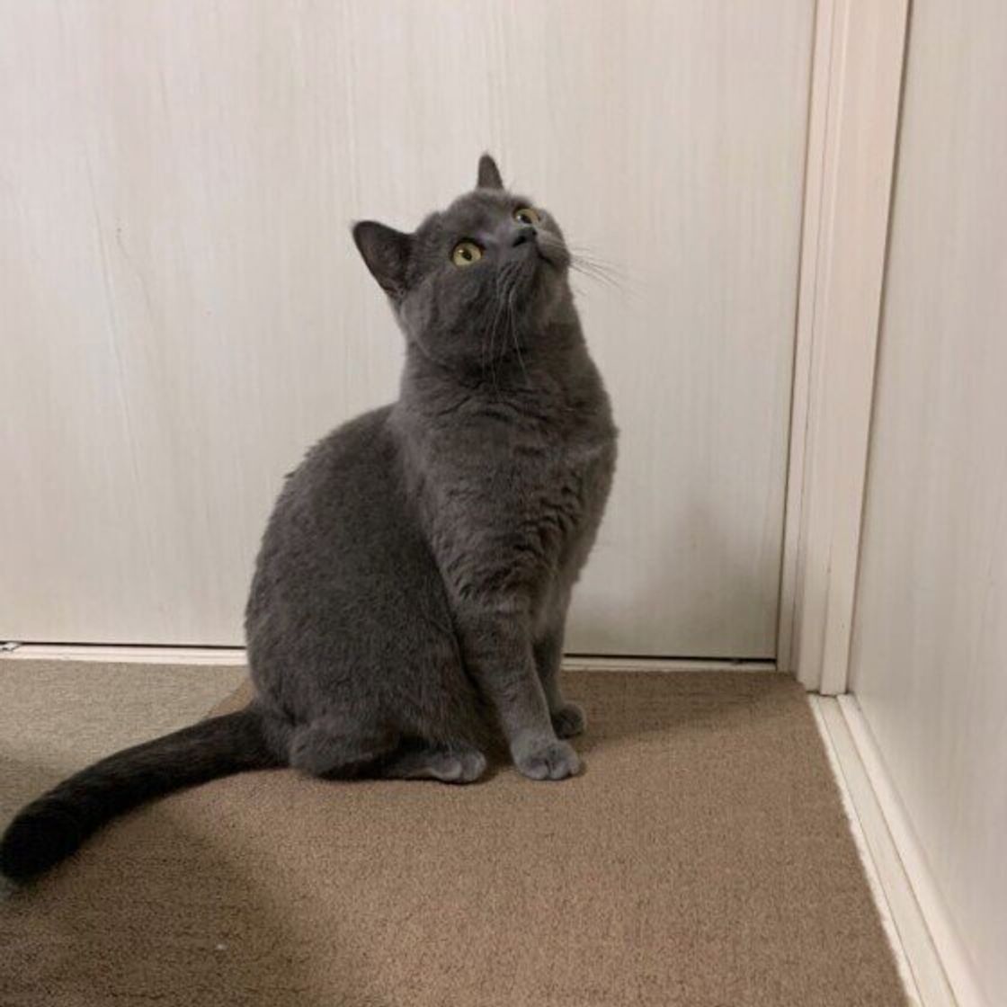 ブリティッシュショートヘアの特徴と性格 飼い方 価格相場など 猫図鑑 ねこのきもちweb Magazine ブリティッシュショートヘアの特徴と性格 飼い方 価格相場など 猫図鑑 ねこのきもちweb Magazine