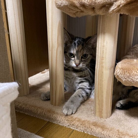 アメリカンショートヘア　ここ  