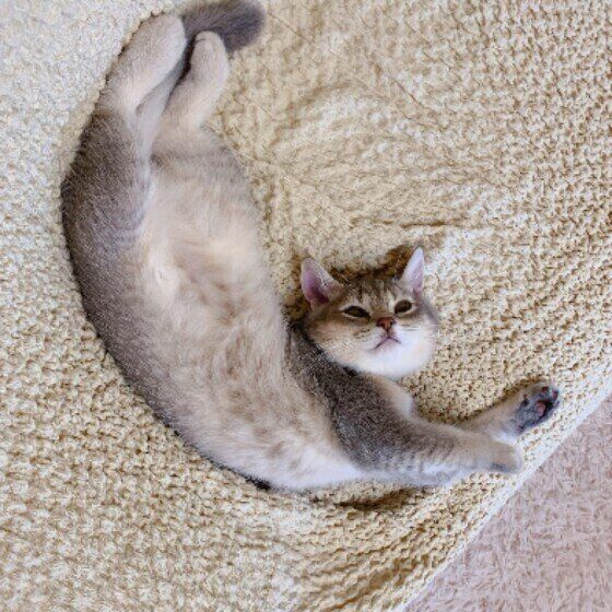 伸びる丸虎くん（ブリティッシュショートヘア）