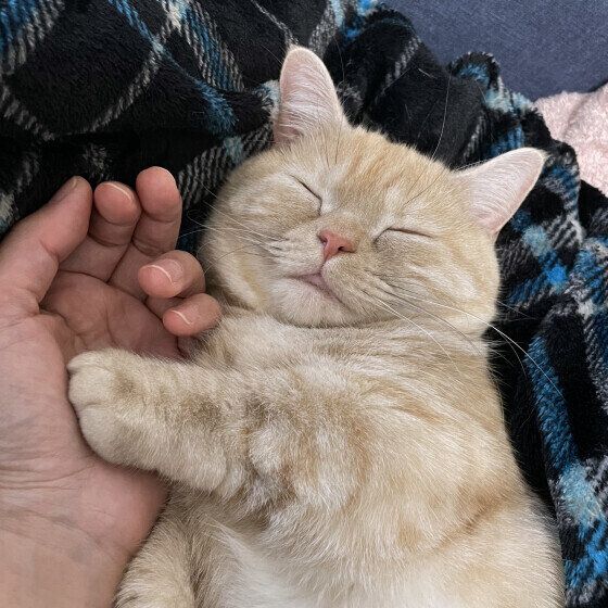 手をつないで寝るマンチカン