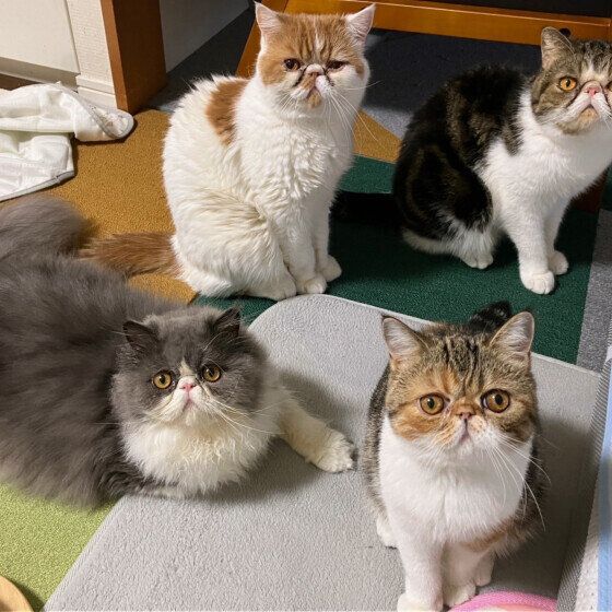 エキゾチックショートヘアのむぎくんと同居猫ちゃんたち