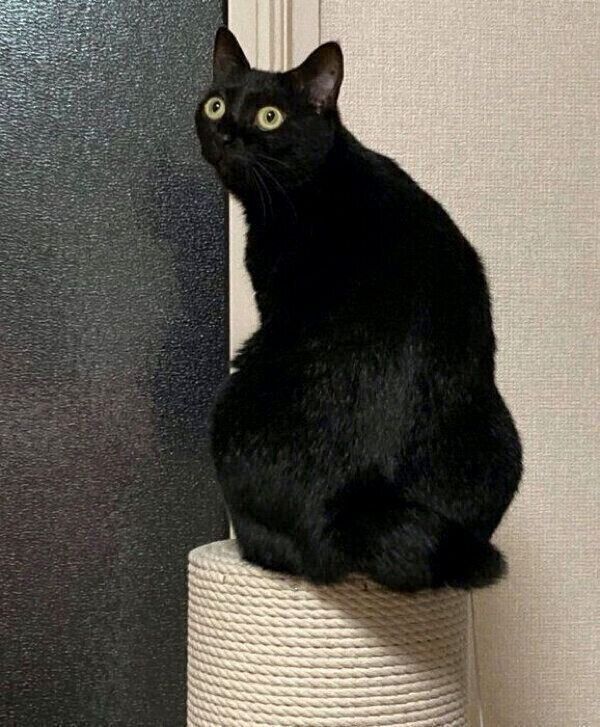 後ろ姿も可愛いあさりちゃん