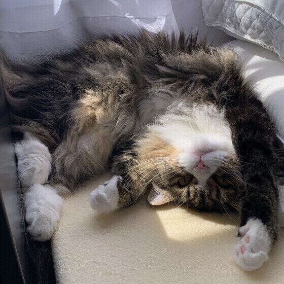 お腹を出して寝転ぶサイベリアン