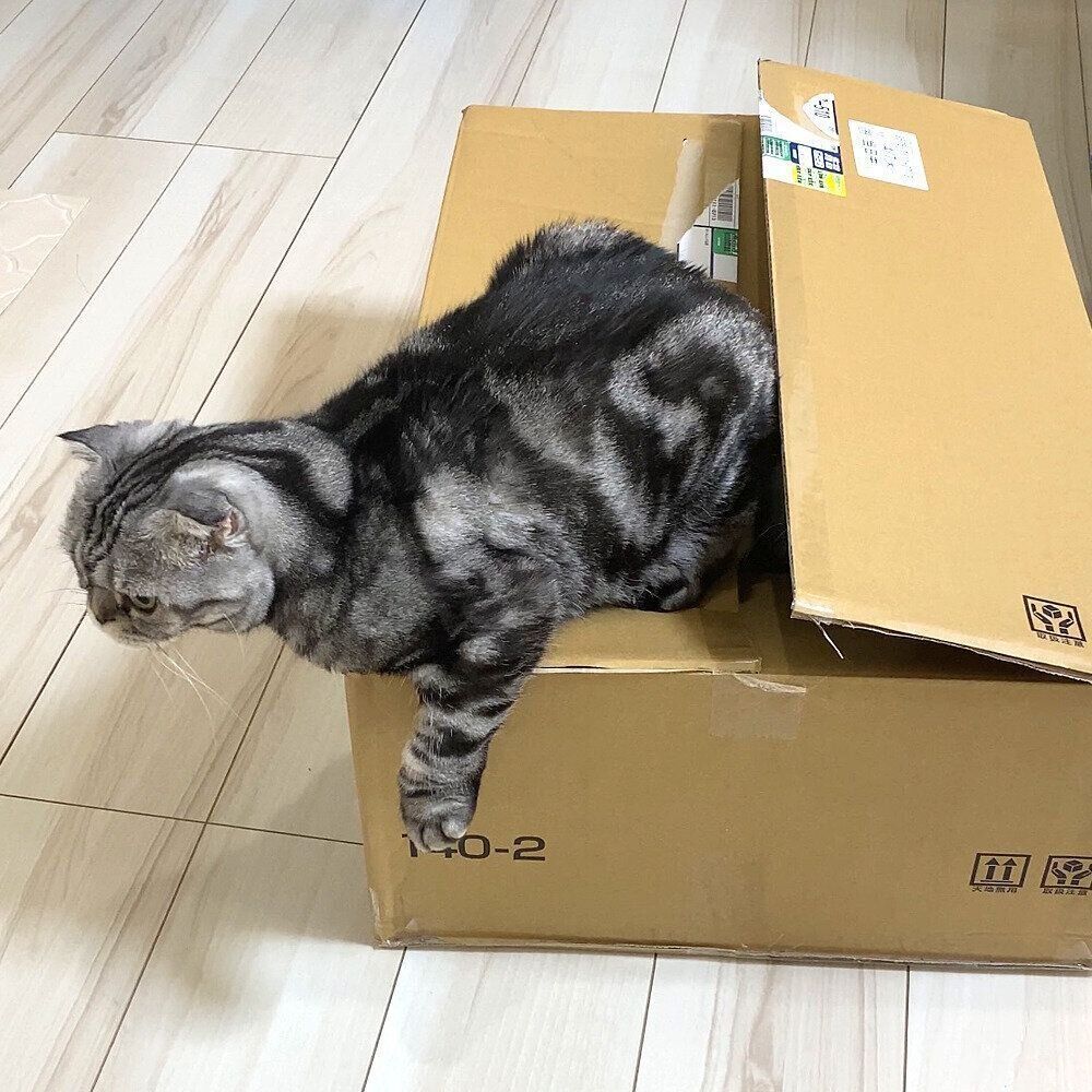 赤ちゃん猫も段ボールに大興奮？やはり猫は箱に魅了されてしまう