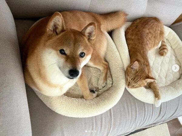 仲良しなりんくんとぷくちゃん