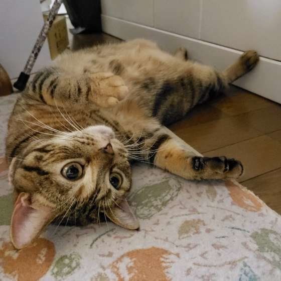 肉球 後頭部 おしり 猫の好きな部位 ランキングの第1位はアレだ ねこのきもちweb Magazine