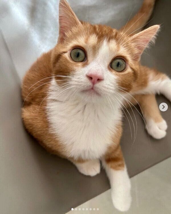 見つめるみーくん