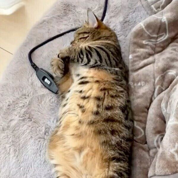 セルフハグをするもなちゃん