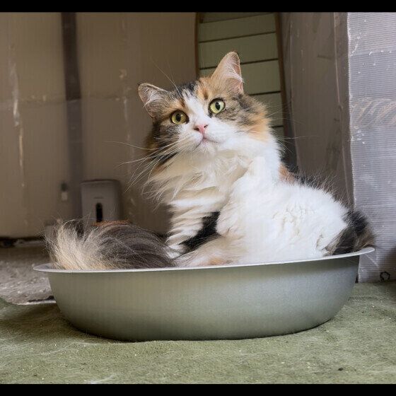 スコティッシュフォールドの陽美（ひよみ）ちゃん♪