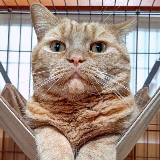 アメリカンショートヘアの龍太くん