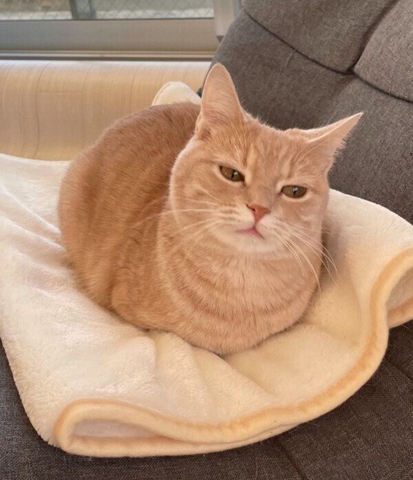 「おててないない」でくつろぐ、くるみちゃん