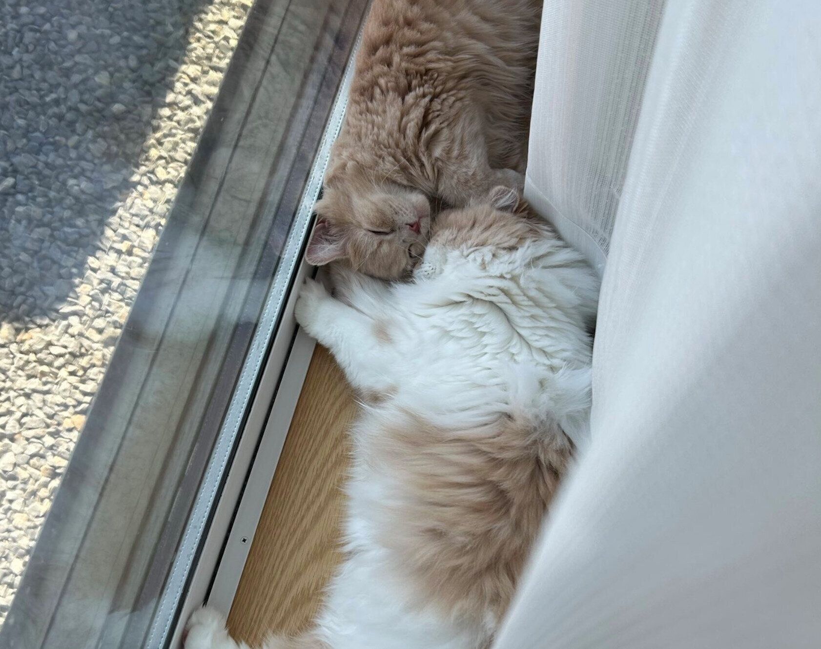 添い寝をするらいくんとむぎくん