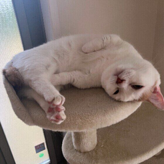 マンチカンのらんまるくん