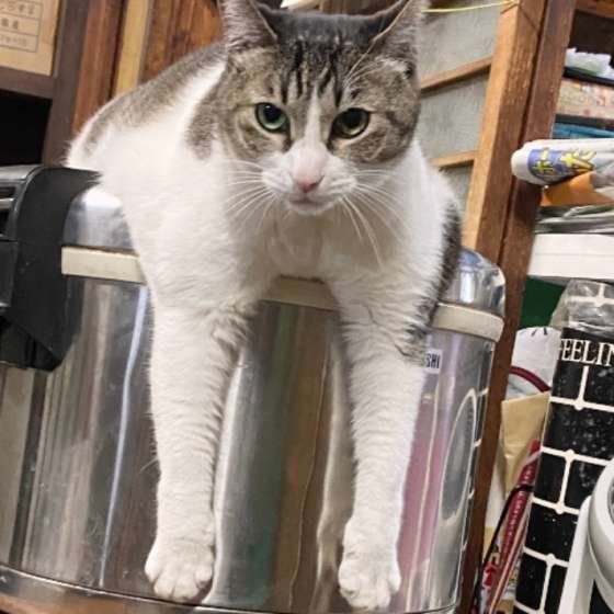 くつろぐサバトラ