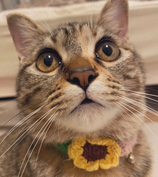 見つめるひまわりちゃん