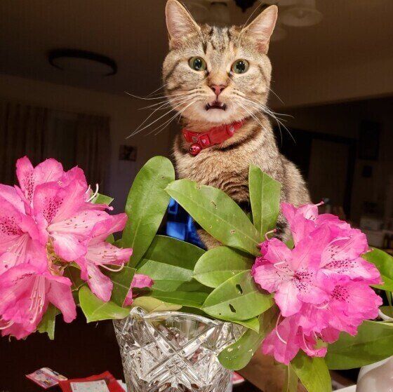 フレーメン反応中のマンチカンのたぬさん