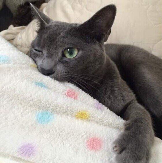 腕にタックルする猫