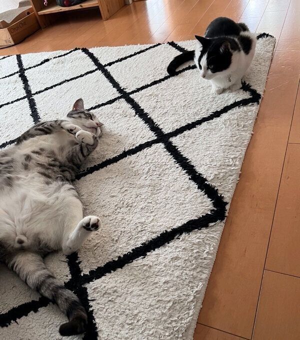 寝転がるハクくんと、その様子を見つめるうたちゃん