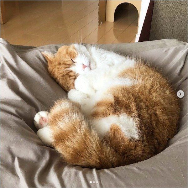 人をダメにするソファでダメになるスコティッシュフォールド