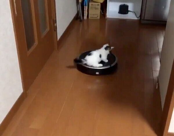 ルンバを乗りこなす豆大福くん