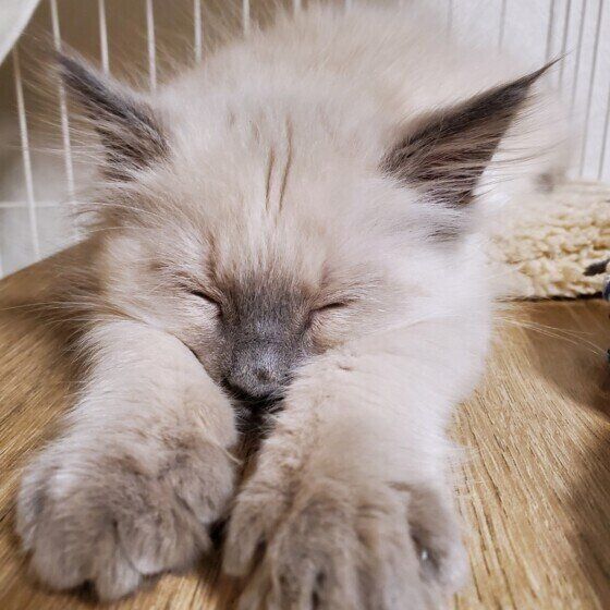 スーパーニャンのポーズをとるブルーくん