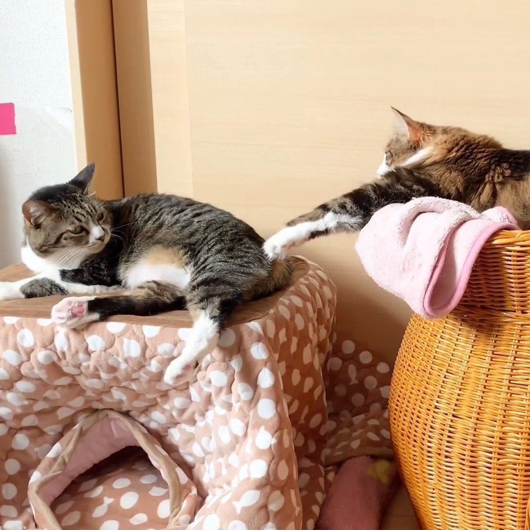 つい手を出しちゃうライカちゃん