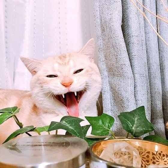 あくびの瞬間だけども！