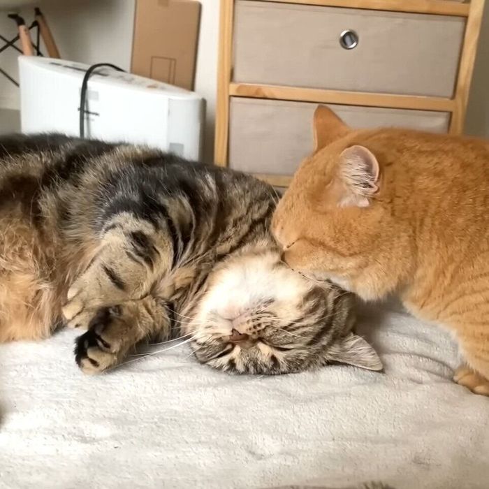 幸せそうなメルちゃんとプリンちゃん