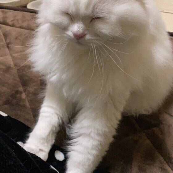 ふみふみする白猫